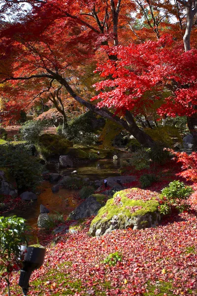 Autumn Maple trees