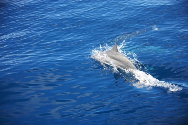 Dolfijn zwemmen in blauw water — Stockfoto