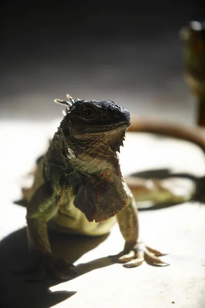 Iguana verde salvaje — Foto de Stock