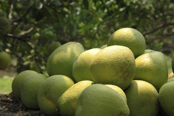 Pomelo árvores e plantas no jardim — Fotografia de Stock