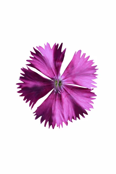 Dianthus bloem-hoofd — Stockfoto