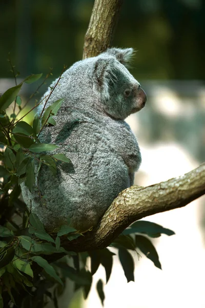 Wild koala on tree branch — Stock Photo, Image
