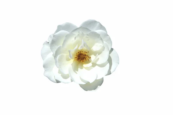 Camellia kwiat bliska — Zdjęcie stockowe