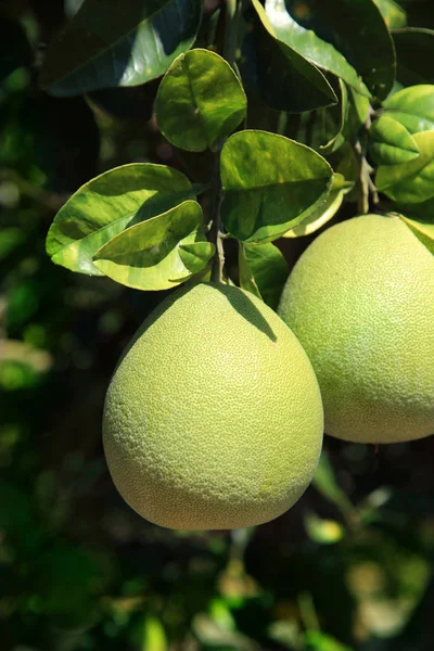 Fruto pomelo em galhos de árvore — Fotografia de Stock