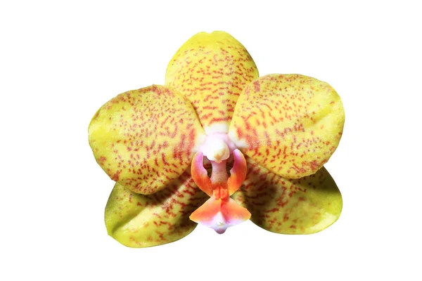 Bela flor de orquídea perto — Fotografia de Stock