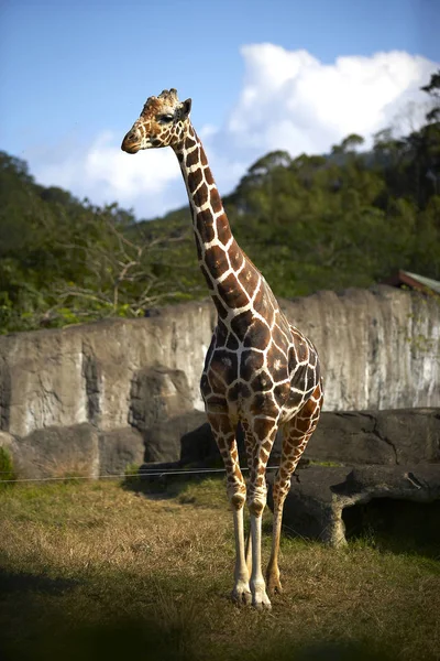 Дикий жираф пасется в зоопарке — стоковое фото