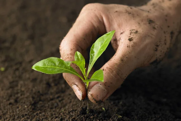 Un homme plante une plante dans le sol — Photo