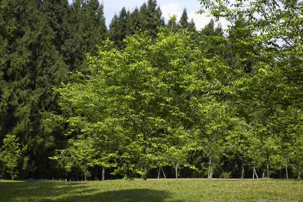 Ormandaki yemyeşil ağaçlar — Stok fotoğraf