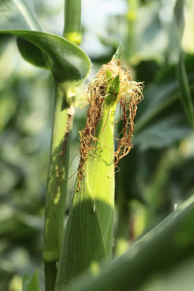 Groene maïsvelden — Stockfoto