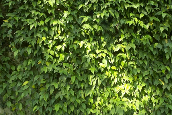 Yeşillik duvar arka plan — Stok fotoğraf