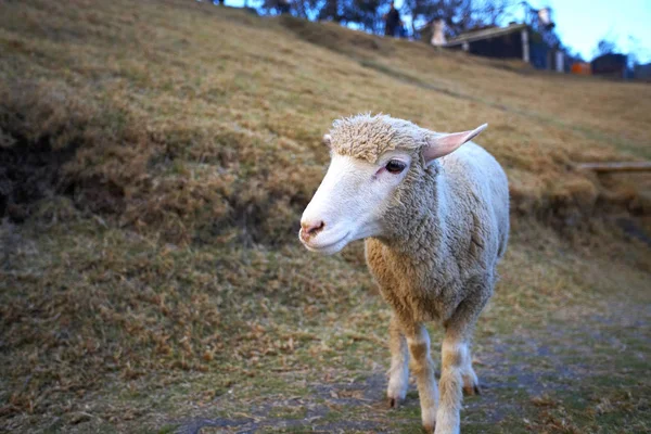 Schapen grazen op gazon — Stockfoto