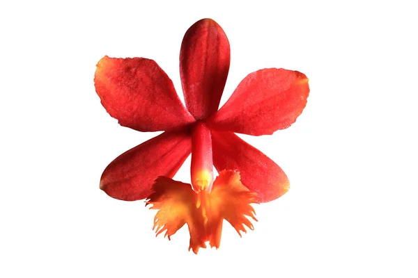 Mooie orchidee bloem close-up — Stockfoto