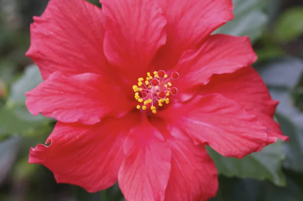 Beautiful hibiscus flower close up — Stock Photo, Image