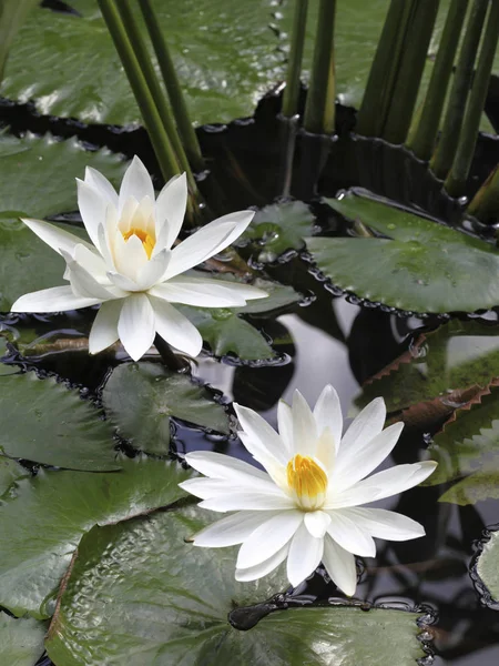 Erstaunliche Lilienblüten — Stockfoto