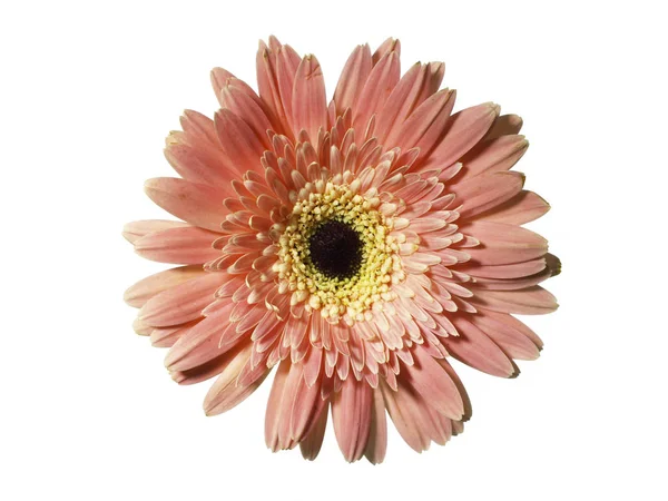 Όμορφη μαργαρίτα λουλούδι εσωτερικη — Φωτογραφία Αρχείου