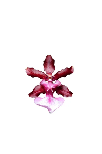 Çok güzel bir orkide çiçeği. — Stok fotoğraf
