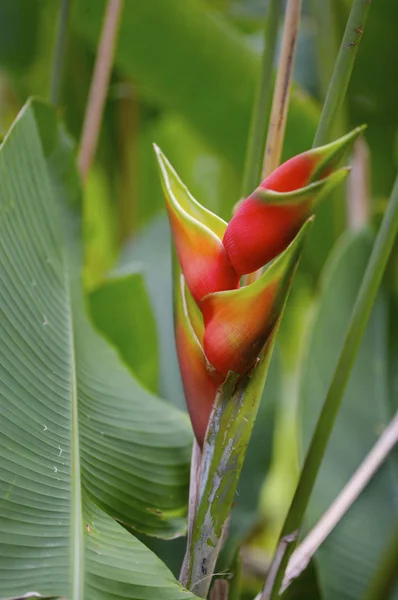 Bela planta tropical na natureza — Fotografia de Stock