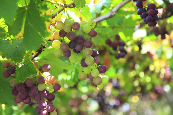 Uvas ecológicas cultivadas en ramas — Foto de Stock