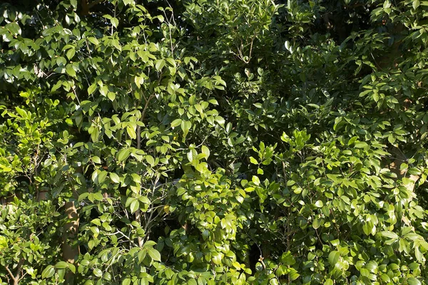 Gröna blad vägg — Stockfoto