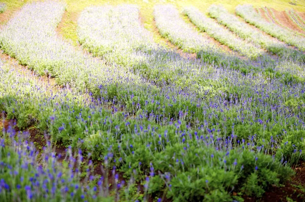 Prado de flores de verão — Fotografia de Stock