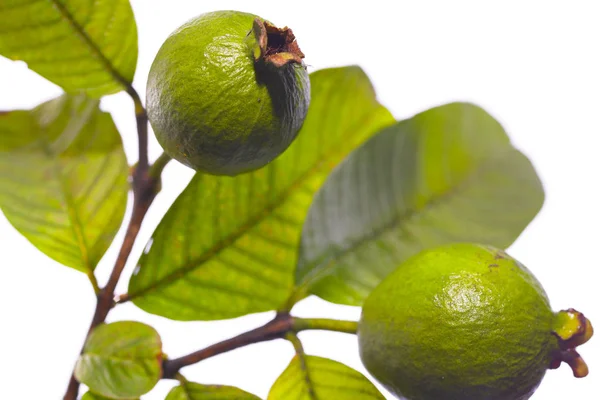 Fruto de goiaba verde — Fotografia de Stock