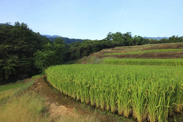 Beautiful  Wheat field — Stock Photo, Image