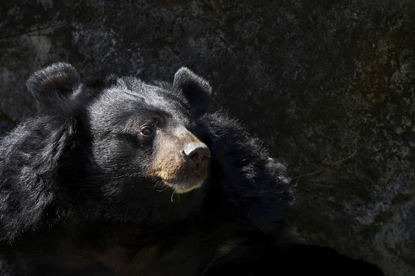 Wilder Schwarzbär in der Natur — Stockfoto