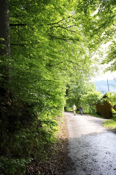 Güzel yeşil ormanda yol — Stok fotoğraf