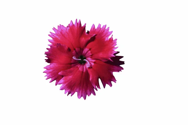 Testa di fiore di dianthus — Foto Stock