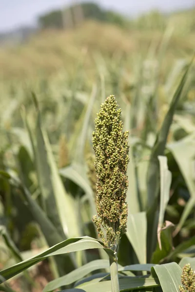 Natuurlijke kinmen plant veld — Stockfoto