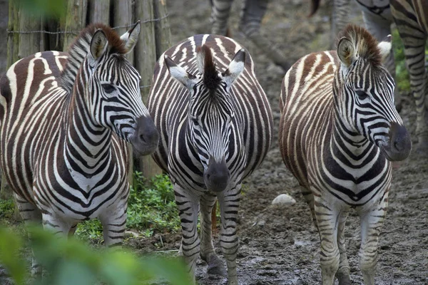 Три дикие зебры — стоковое фото