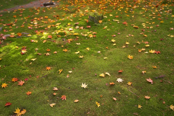 Czerwone i żółte liście na zielonej trawie — Zdjęcie stockowe