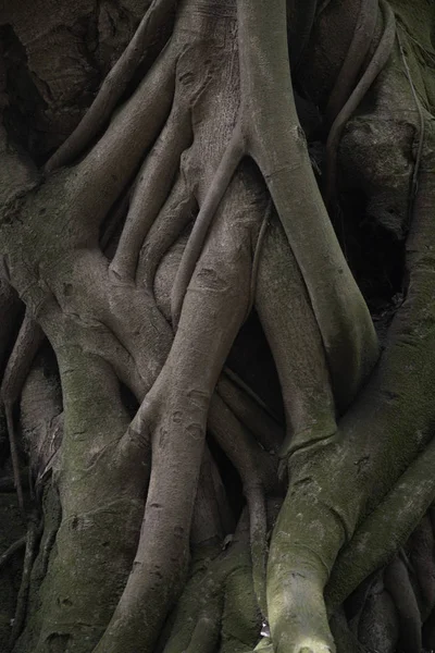 나무 뿌리를 트위스트 — 스톡 사진