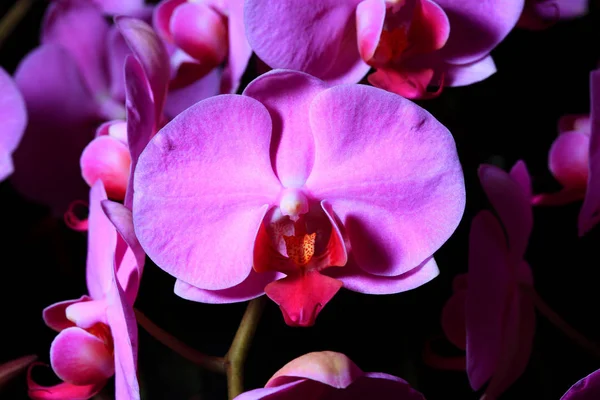 Orchid blommor på nära håll — Stockfoto