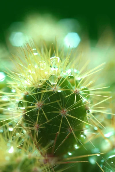 Cactus vert avec aiguilles — Photo