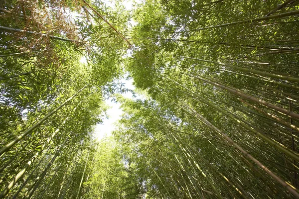 Bambou avec de hauts arbres — Photo