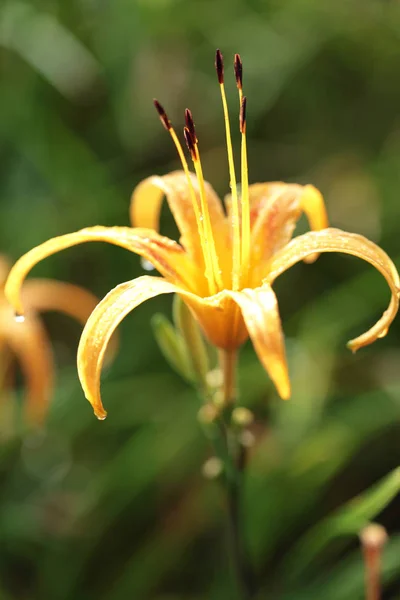 Increíble flor de lirio — Foto de Stock