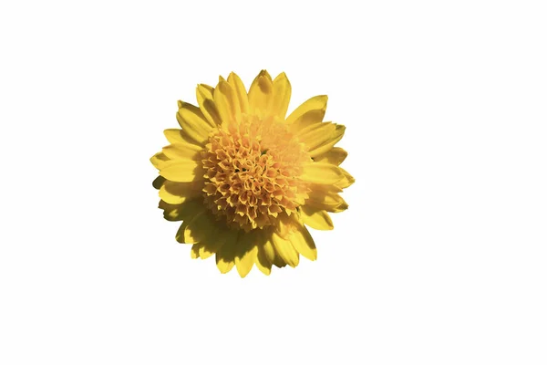 Chrysant bloem hoofd — Stockfoto
