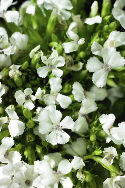Close up de flores de dianthus — Fotografia de Stock