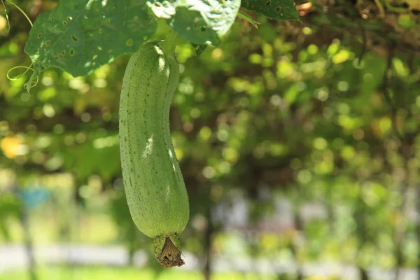 Grön svamp kalebass i marken — Stockfoto