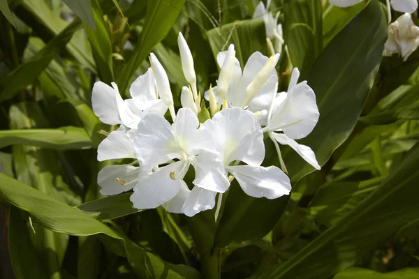 Mooie gember lelie bloemen — Stockfoto