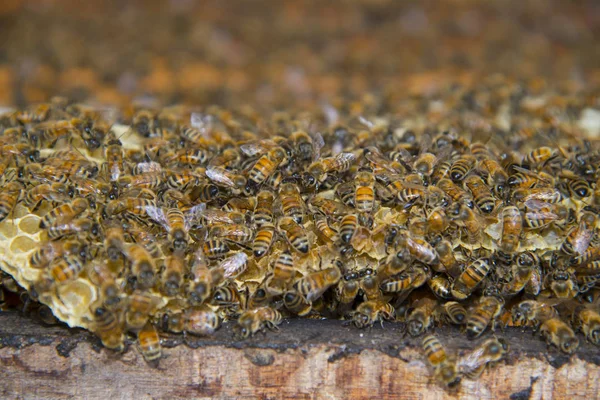 Many bees on honeycomb — Stock Photo, Image