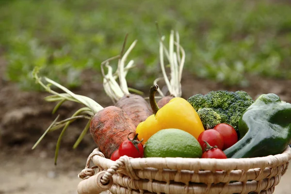 Verduras ecológicas en cesta de madera — Foto de Stock