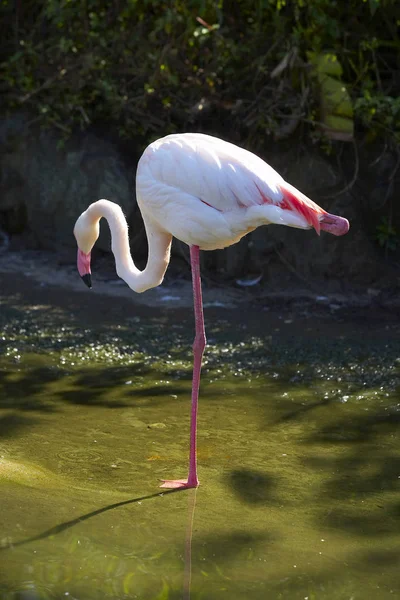 Eau potable de flamant rose — Photo