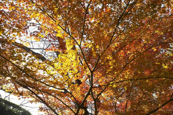 Herbst-Ahorn-Bäume — Stockfoto