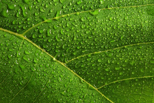 Naturliga grönt blad — Stockfoto