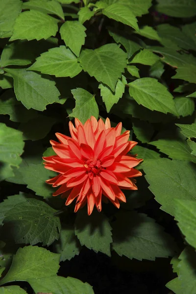 Beautiful natural flower — Stock Photo, Image