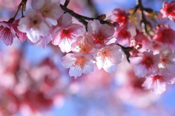 Flor natural de cereja — Fotografia de Stock