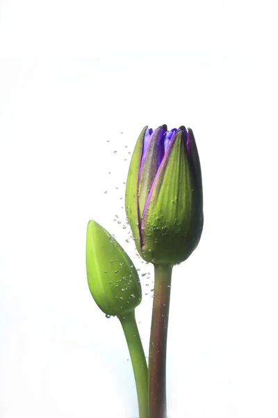 Όμορφα λουλούδια λωτού — Φωτογραφία Αρχείου