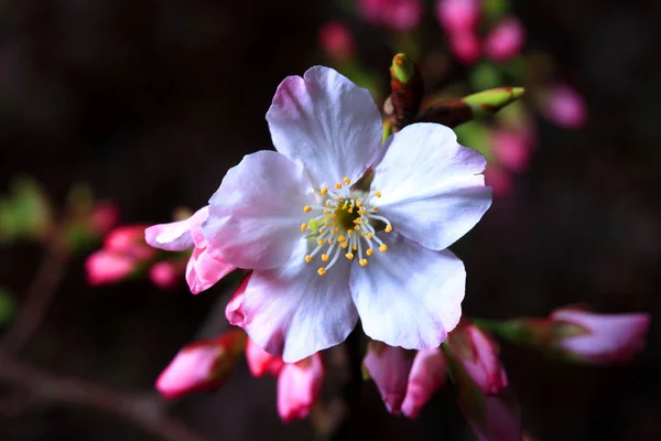 Naturalne kwiat wiśni — Zdjęcie stockowe